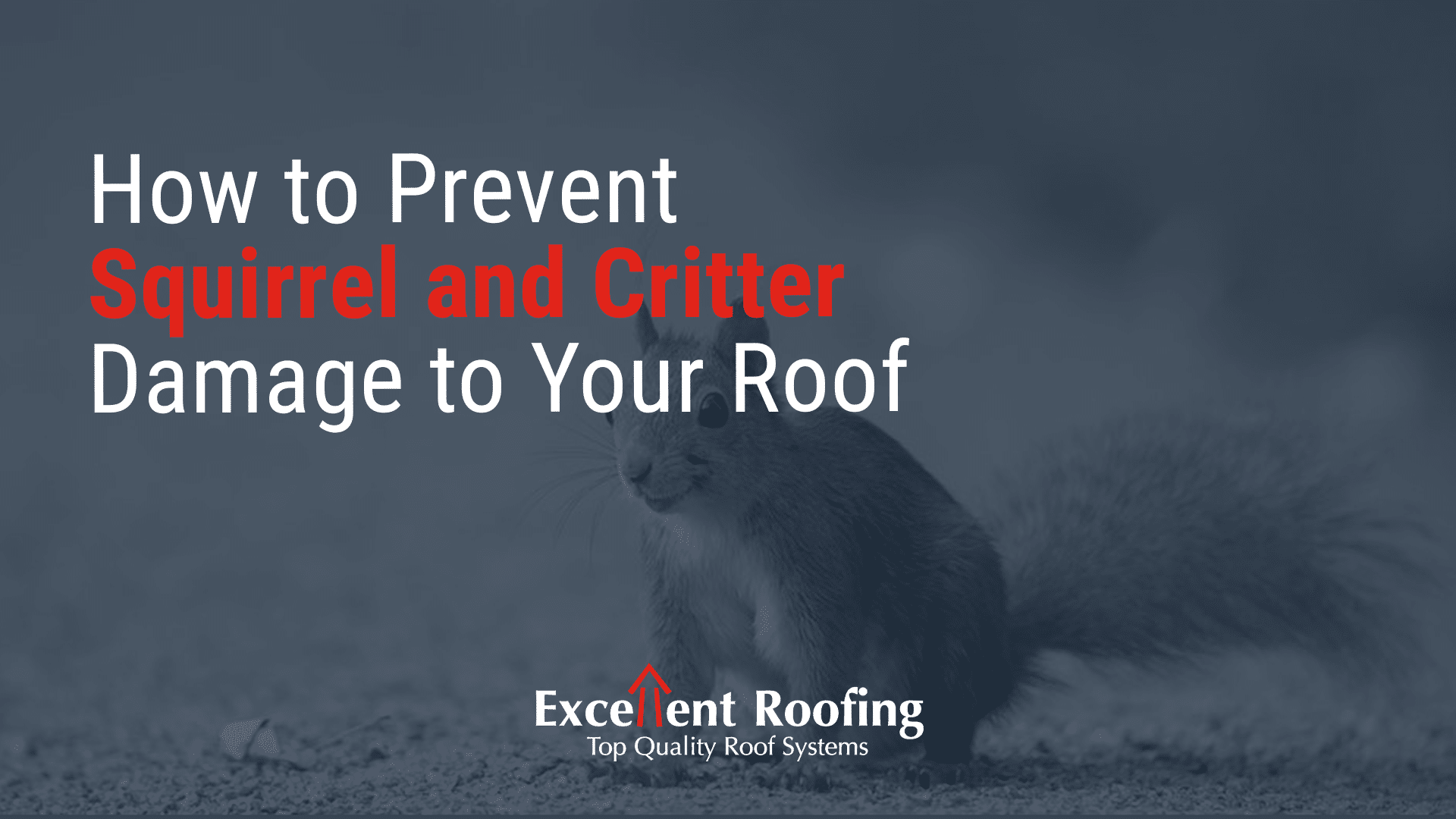 https://excellentroofing.com/wp-content/uploads/2020/03/squirrel-critter-roof-damage.png