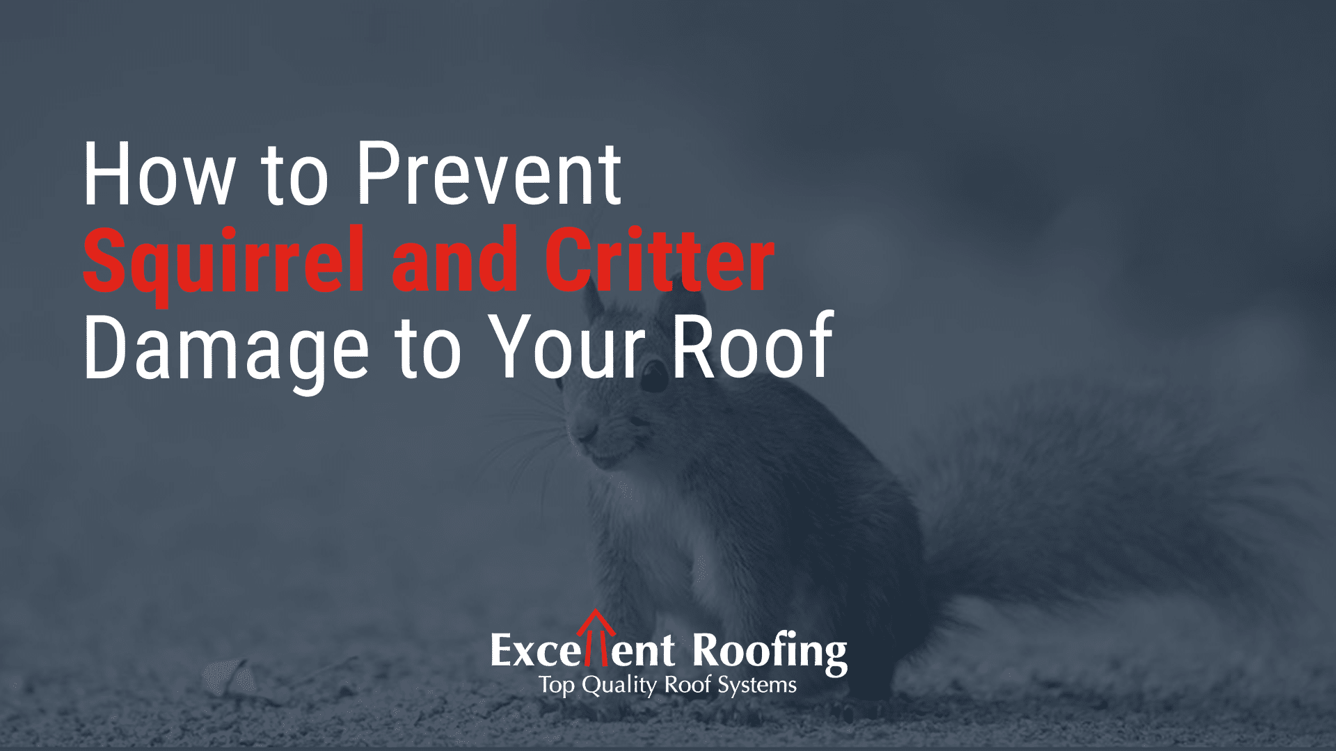 How to Prevent Squirrel Damage to Your Home