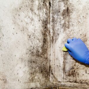 Mold and mildew